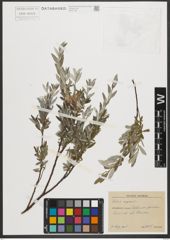 Foto von Salix repens L.